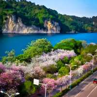 This isn’t Japan’s Sakura. It’s Liuzhou,China