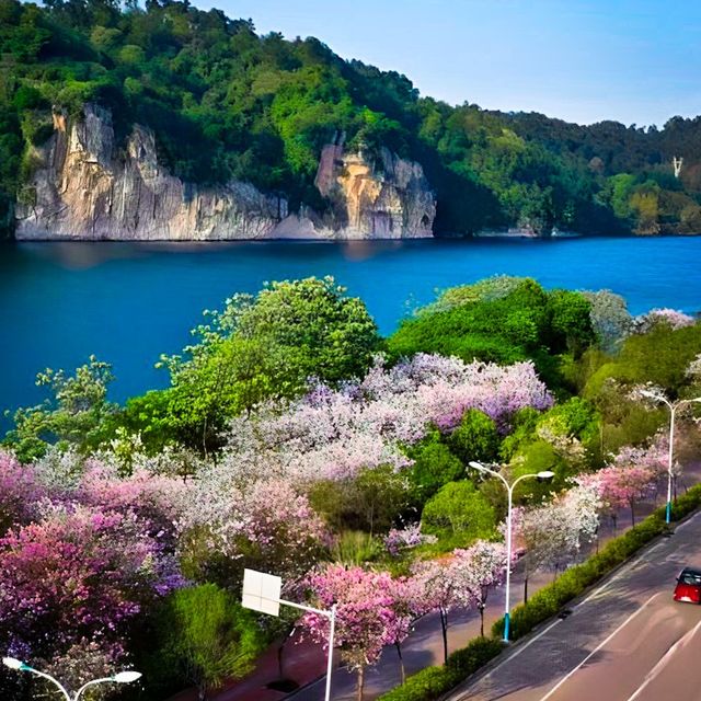 This isn’t Japan’s Sakura. It’s Liuzhou,China