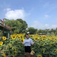 제주 해바라기 농장 ‘김경숙해바라기농장’