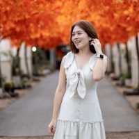 อุโมงค์เมเปิ้ลก็แค่กาญจนบุรี