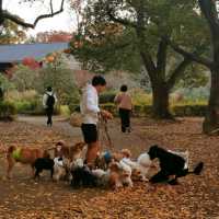 beautiful yoyogi park