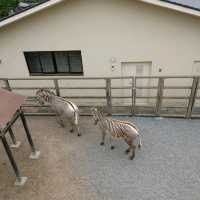 1903年開業の歴史ある動物園