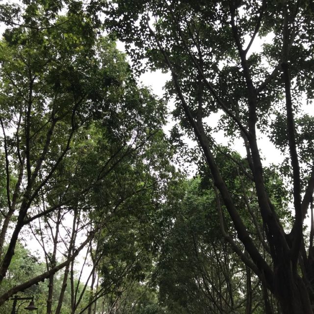 兩小時距離‼️短線家庭一日遊😬長隆動物世界