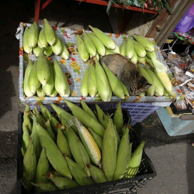 Agrarian Delights of Cameron Highlands Market