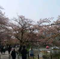 賞櫻名所 上野恩賜公園part2