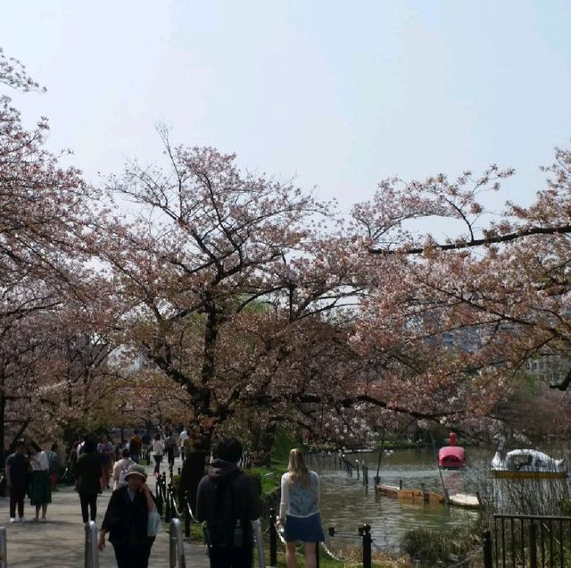 賞櫻名所 上野恩賜公園part2