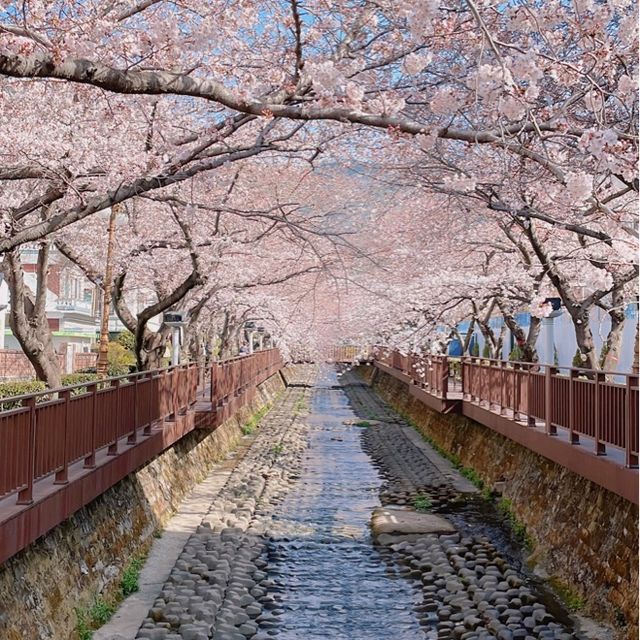 지금 창원에 가야되는 이유🌸💓