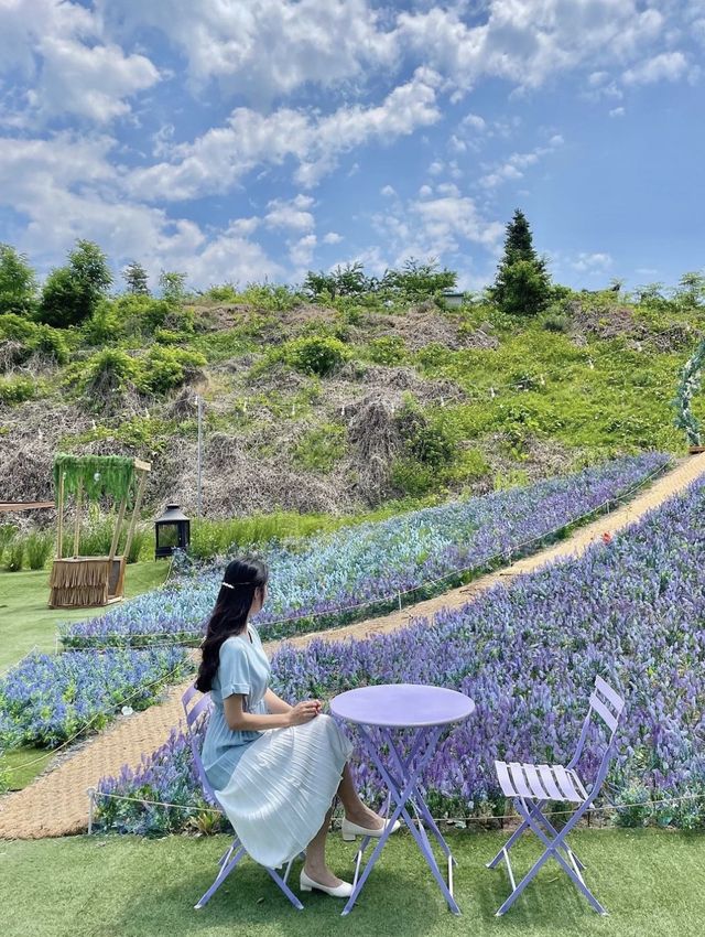보라색 꽃 가득한 원주 카페 ‘사진정원’ 💜