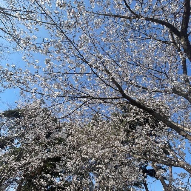 Cherry blossoms 