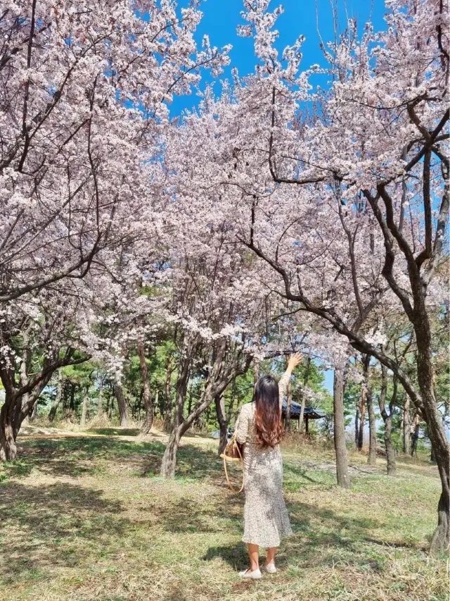 주말 봄꽃 나들이 추천;: 대전 한밭 수목원🌼