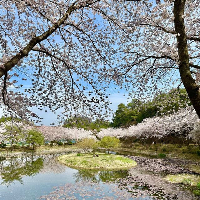 나주 벚꽃이 예쁘게 만발한 동신대학교 미래학사🌸🌸