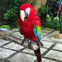 Bali Bird Park