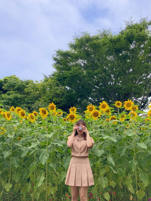 서귀포 여름꽃 다양하게 만날 수 있는 ‘제주민속촌’