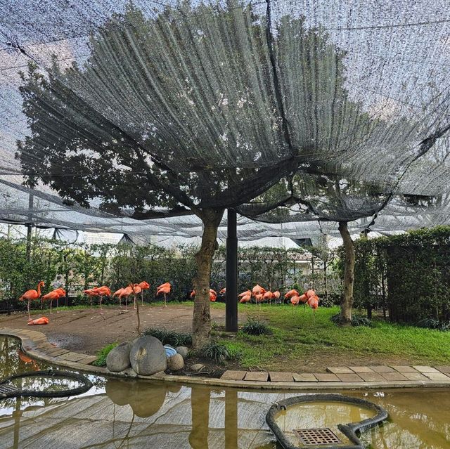 日本最古老最有名的動物園🐘🦒🐼🦌