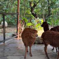 深圳野生動物園🐈‍⬛🐈‍⬛