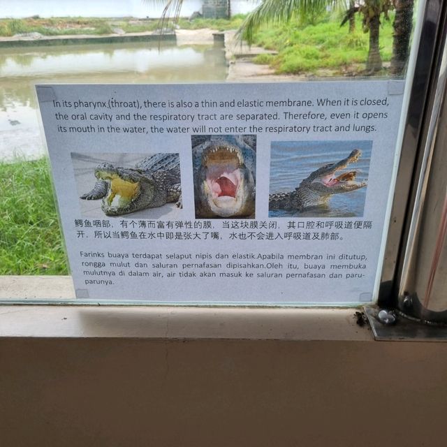 Where To Find 100 Year Old Crocodiles? 🐊