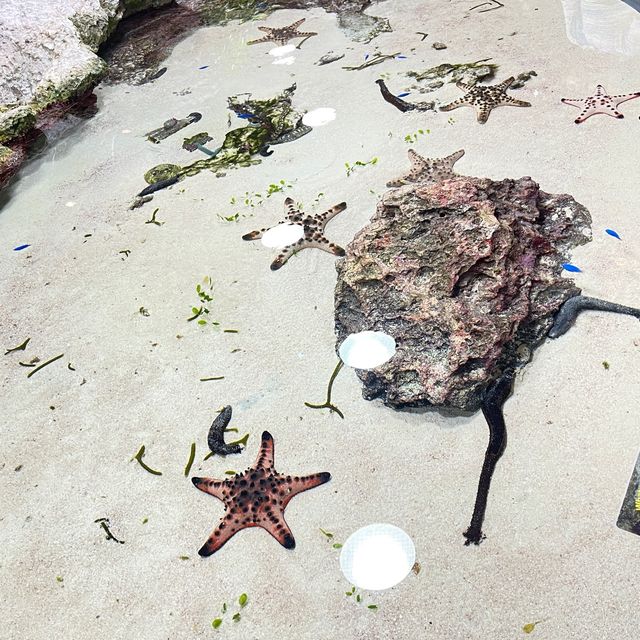 如果沒來過美麗海水族館就等於沒來過沖繩