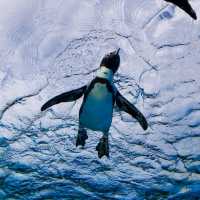 【海の世界】空飛ぶペンギン！サンシャイン水族館