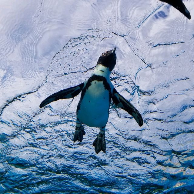 【海の世界】空飛ぶペンギン！サンシャイン水族館
