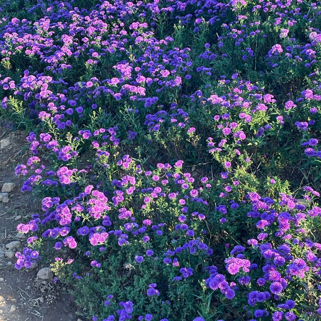 퍼플러버를 위한 감악산 꽃&별 여행 축제💜