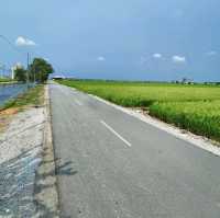 Beautiful paddy fields in Sekinchan! 🌾