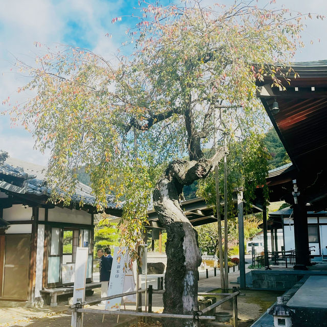 【長野県/美しい紅葉🍁と庭園を縁側から眺められるお寺】