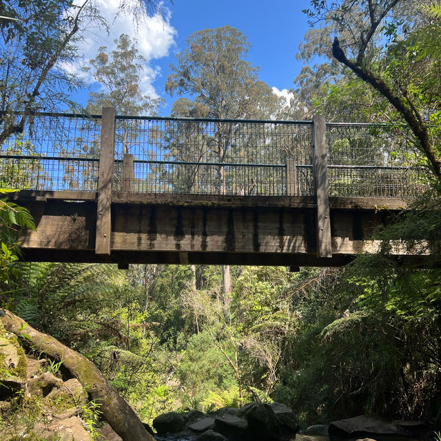 เดินเขากันที่ Dandenong ranges national park 🏞️ 