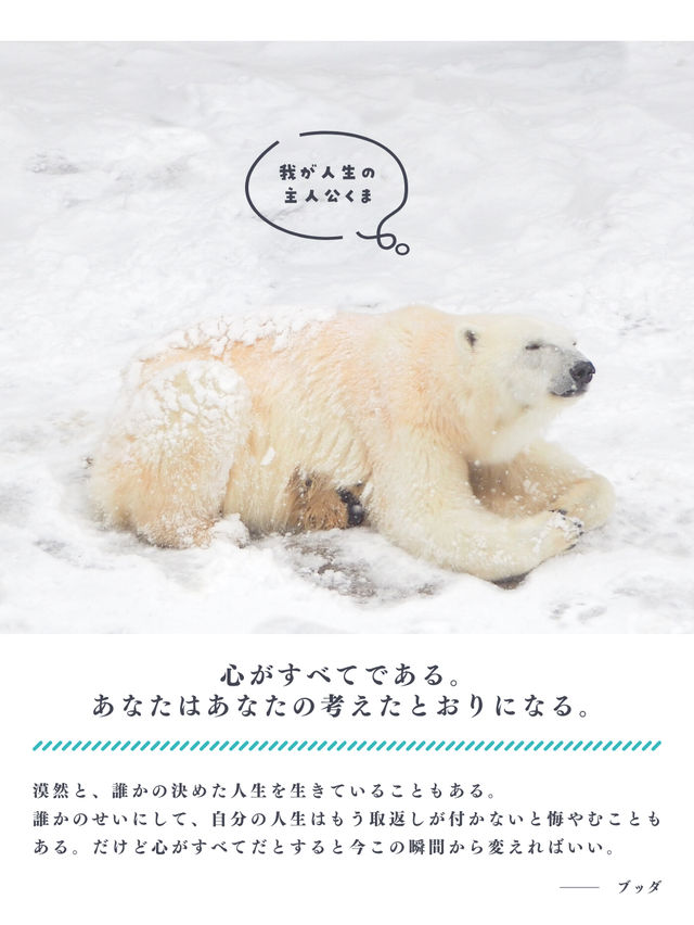 【北海道】冬の動物園を名言と共に楽しもう🐻‍❄️🐧🦭🦝🐺💕