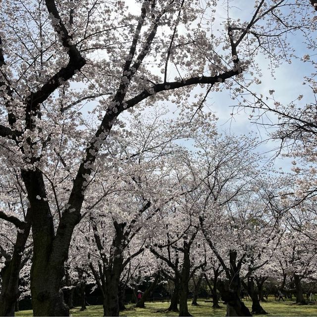 世界文化遺產 日本最美的三大庭園