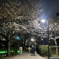 수원 벚꽃여행 🌸 바로 여기! ‘만석공원’ 