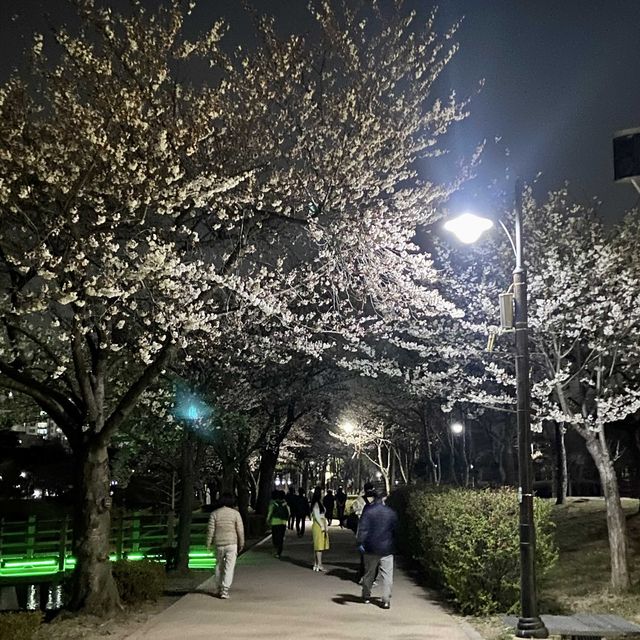수원 벚꽃여행 🌸 바로 여기! ‘만석공원’ 