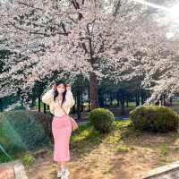 사람보다 벚꽃이 더 많은 공주 벚꽃 스팟모음🌸