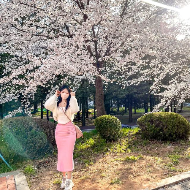 사람보다 벚꽃이 더 많은 공주 벚꽃 스팟모음🌸