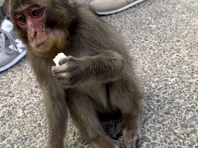 野生のサルを間近で見られる高崎山🐒