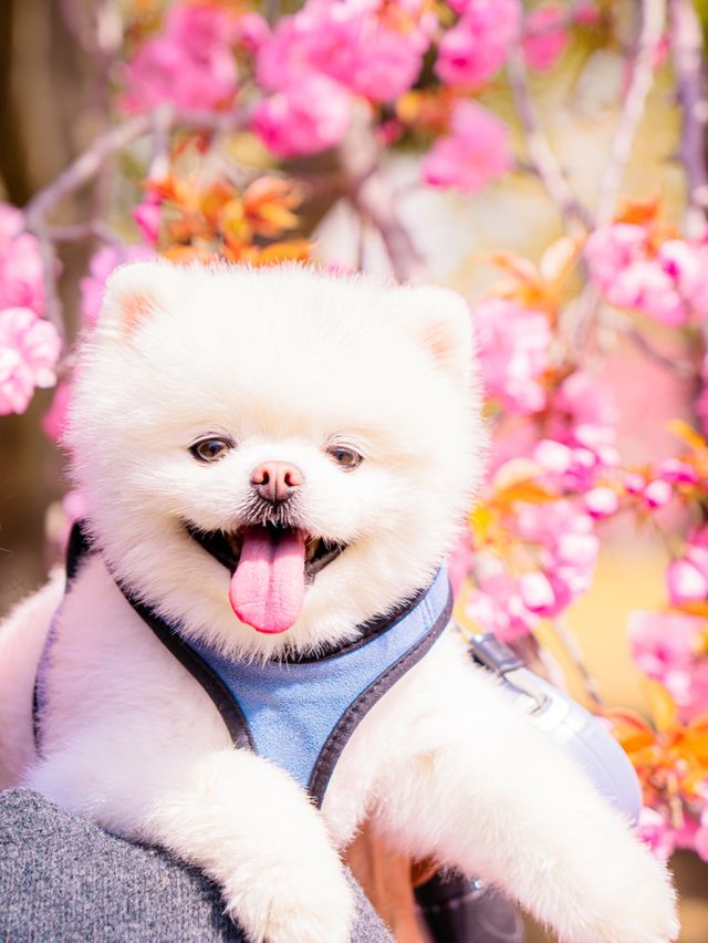 🌸현시각 국내에서 가장 예쁜 사찰 [경주, 불국사]🌿