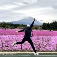 Shibazakura Fuji festival!! 