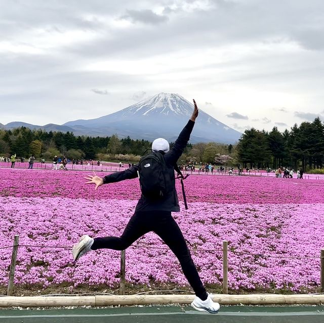 Shibazakura Fuji festival!! 