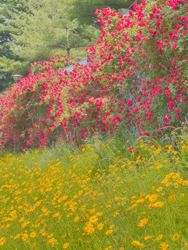 장미와 금계국 가득 핀 청주🌹🌼 장미와 금계국 가득 핀 청주🌹🌼