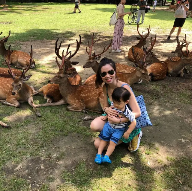 Deers Everywhere At Nara Park 🦌