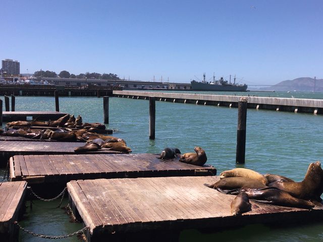 Pier 39: Where the Magic of San Francisco Unf