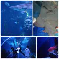 Siam Paragon購物中心有個水族館😍😍😍