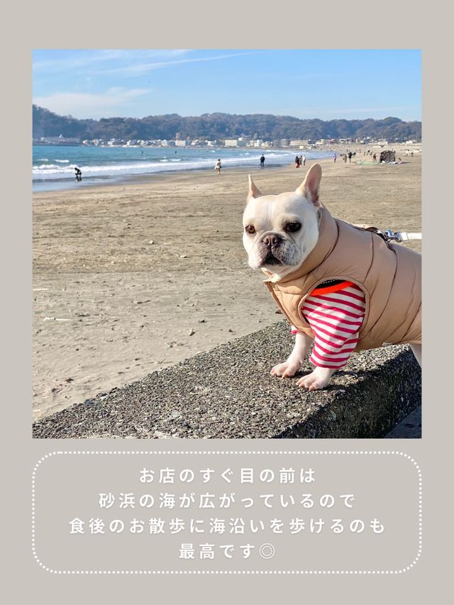 【鎌倉】わんこと行ける絶品定食🌴