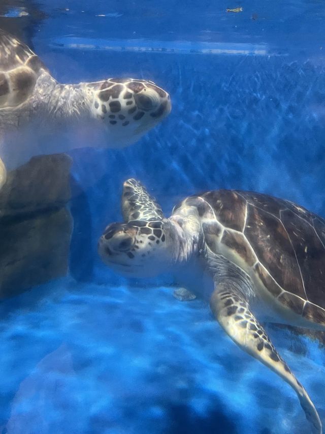 親子週末好去處｜歡樂海岸海洋奇夢館🌊