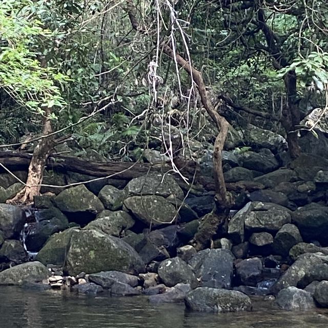 香港🇭🇰 ｜🌟香港最大巨藤🌲 - 松仔園藤王