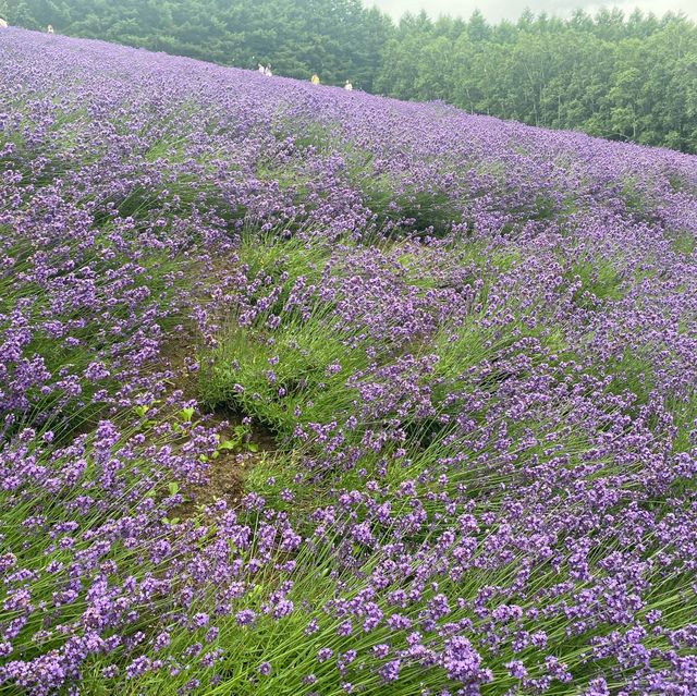 【富良野】ラベンダー畑