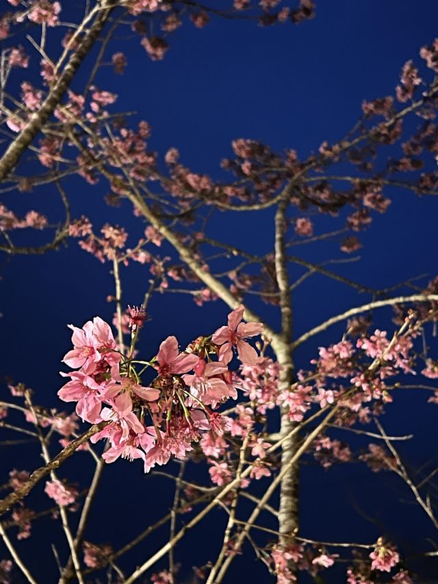 嘉義｜阿里山⛰️櫻花季必來景點🌸附夜櫻及奮起湖必吃小吃🔥