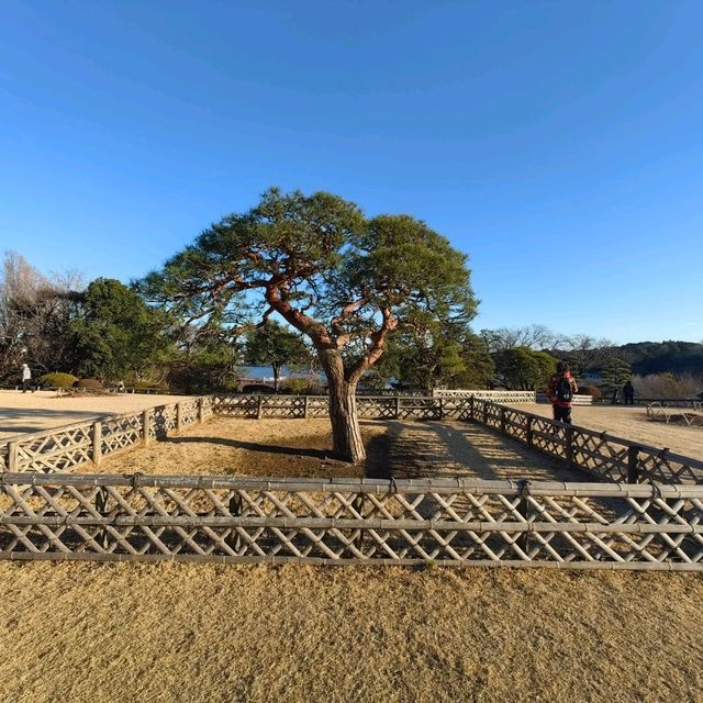 Plum tree garden in March 