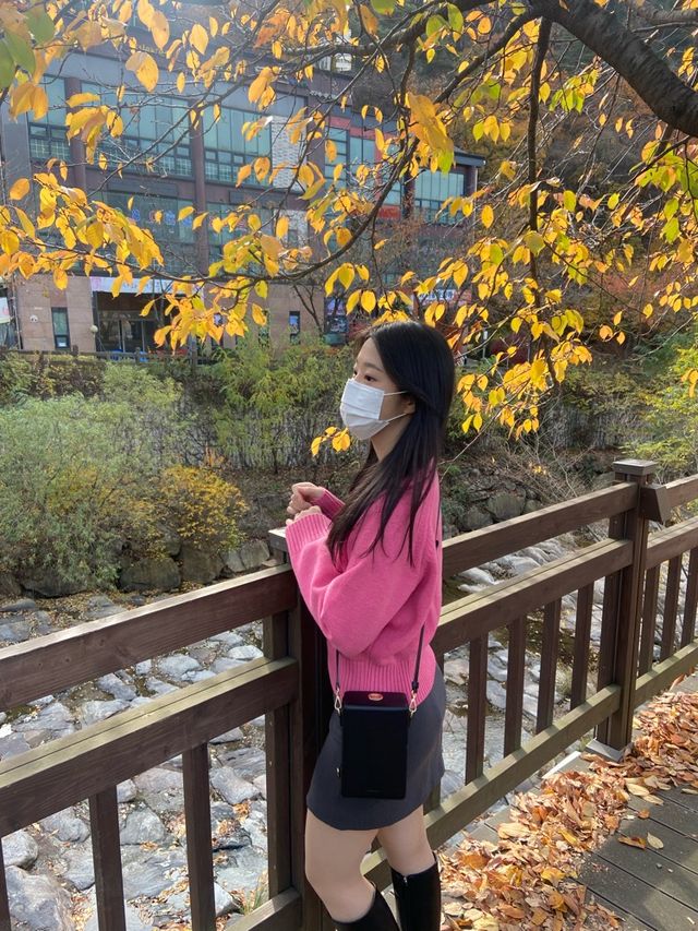 댕댕이와 함께하는 단풍 명소🍁❤️