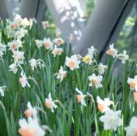 สวนทิวลิป 🌷🌷 Miracle Of Natural 🩷