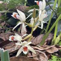 Virgin Forest - Danum Valley